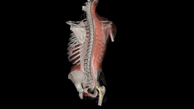 The common peroneal nerve also known as the common fibular nerve