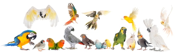 Common pet parakeet, African Grey Parrot, lovebirds, Zebra finch and Cockatielisolated on white