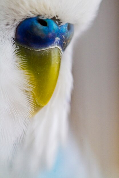 Common pet parakeet beak