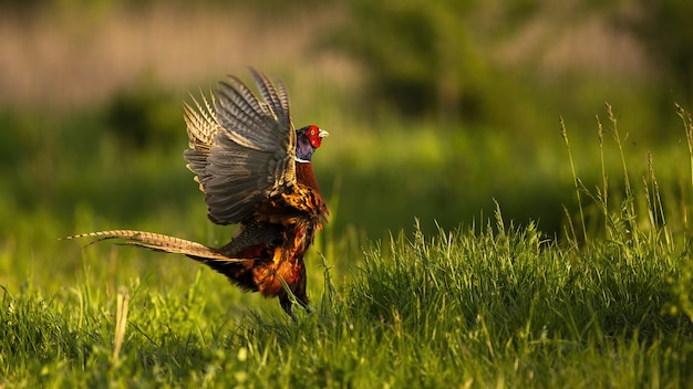 Обыкновенный фазан самец леккинг в весенний сезон