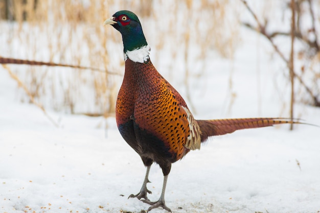 Common Pheasant in nature