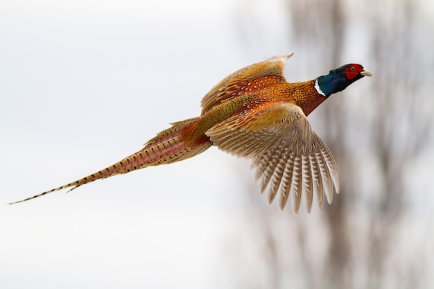 Common pheasant, phasianus colchicus, flying in the air in winter nature.