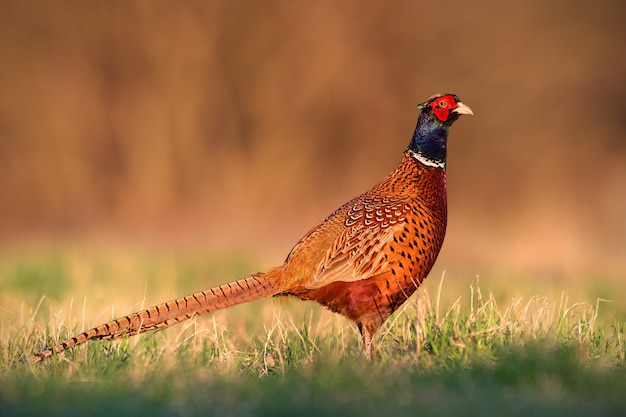 Common pheasant, phasianus colchicus, male cock with clear blurred background.