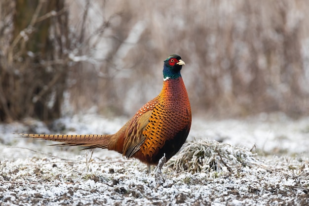 Common pheasant standing on fozen grass in winter