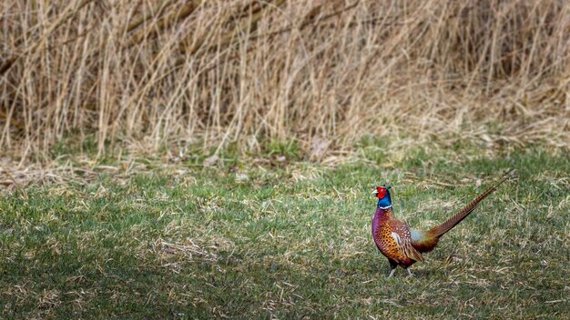 Common pheasant in wild