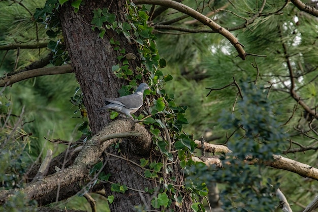common pigeon perched on a pine branch