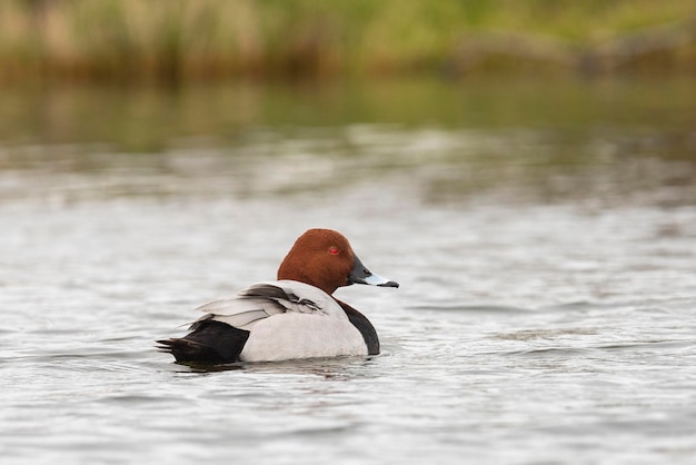 Common pochard Aythya ferina Malaga Spain