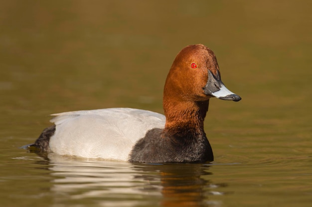 Common pochard Aythya ferina Malaga Spain