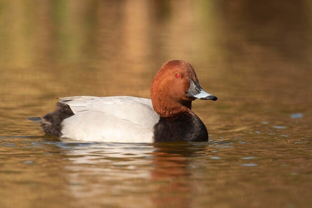 Common pochard Aythya ferina Malaga Spain