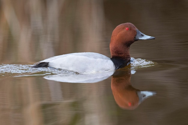 Common pochard Aythya ferina Malaga Spain