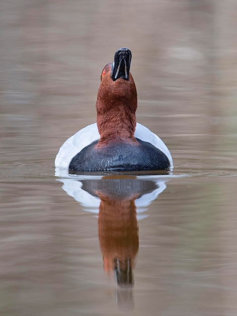 Common pochard Aythya ferina Malaga Spain