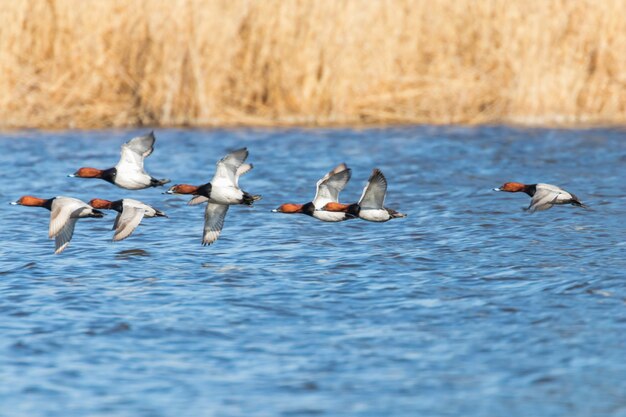 Common Pochard ducks flying over water (Aythya ferina)