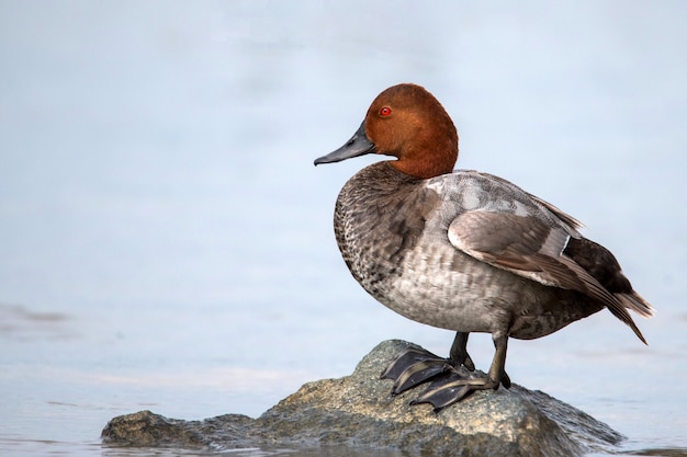 Common pochard male Aythya ferina stands on stone in water