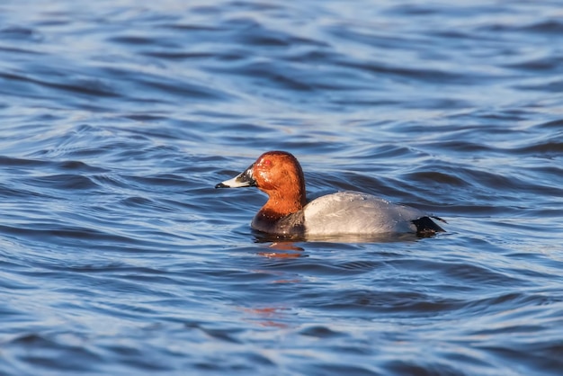 Common Pochard male swimming in the lake Aythya ferina