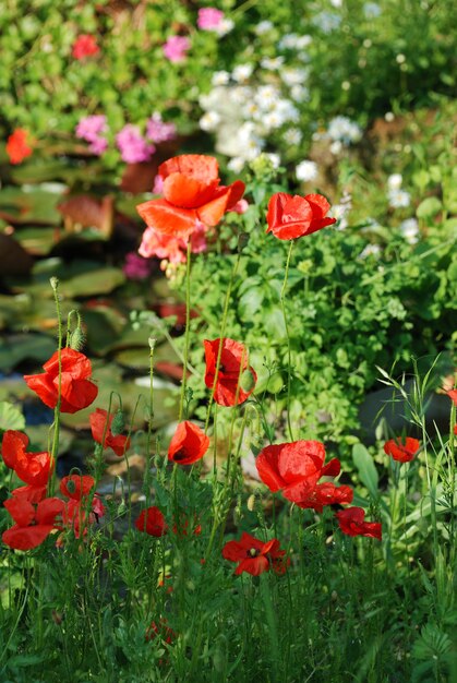 Photo common poppies