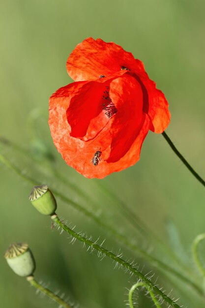 일반적인 양귀비 Papaver rhoeas 꿀벌은 들판 양귀비에 수분을 공급합니다. 양귀비는 꿀을 수집합니다.