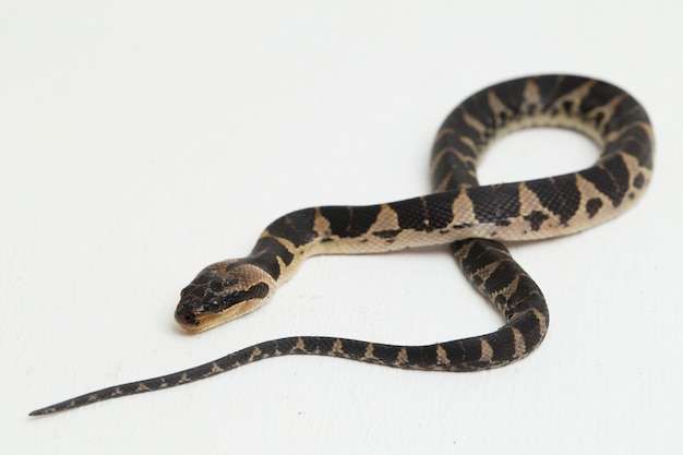 Common puff-faced water snake, or banded puff-faced water snake on white