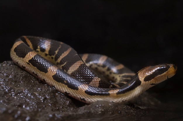 Photo common puff-faced water snake