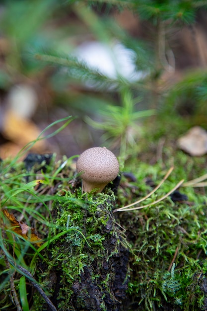 Common Puffball Lycoperdon perlatum 또는 Devil's Snuff-box. 자실체는 얇게 썰어서 반죽이나 계란, 빵가루에 넣어 먹거나 수프에 사용할 수 있습니다.