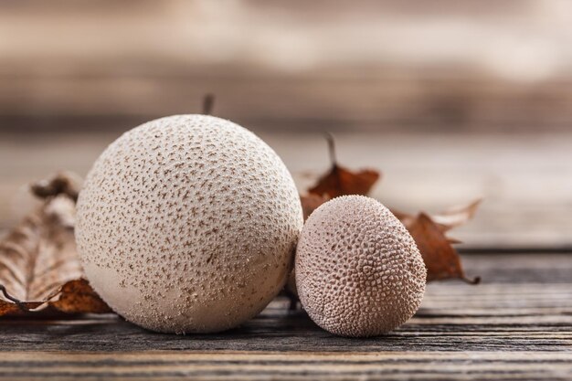 Common puffball