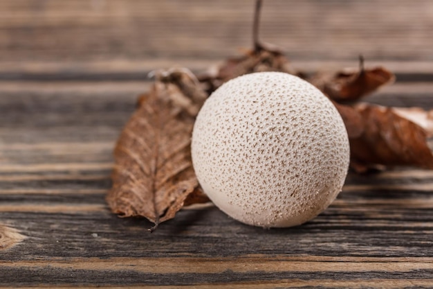 Common puffball