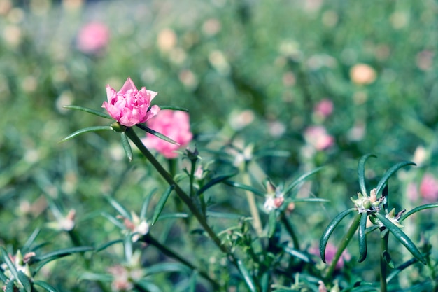 Photo common purslane flower in the garden