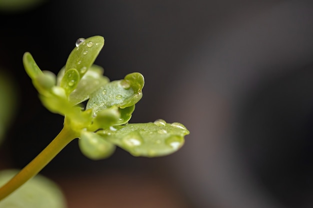 Photo common purslane plant of the species portulaca oleracea