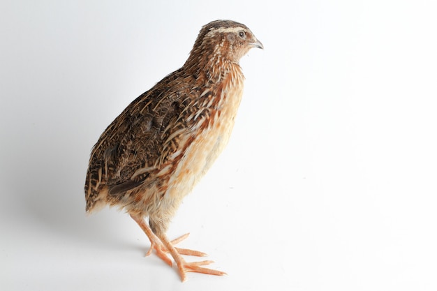 The common quail isolated on white background