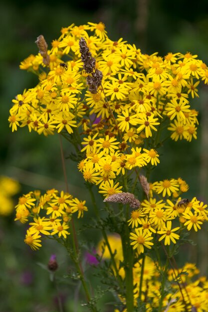 サセックスのアーディングリー貯水池の近くで開花する一般的なラグワート（Jacobaea vulgaris）