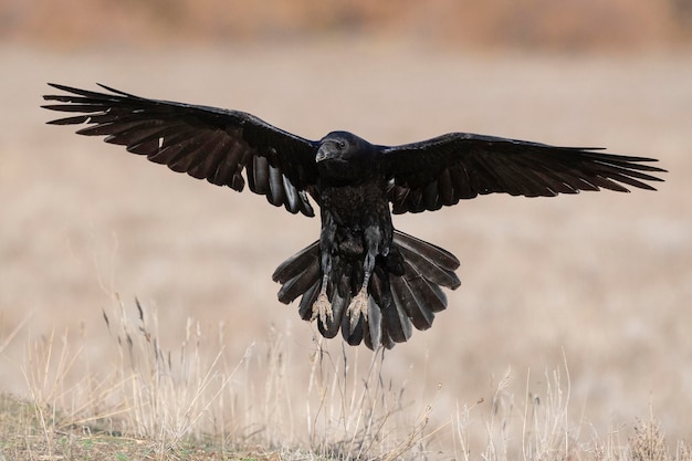 ワタリガラスCorvuscoraxトレドスペイン