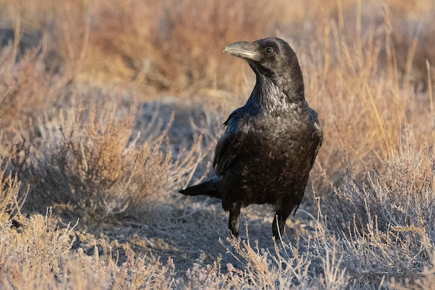 Обыкновенный ворон Corvus corax Толедо Испания