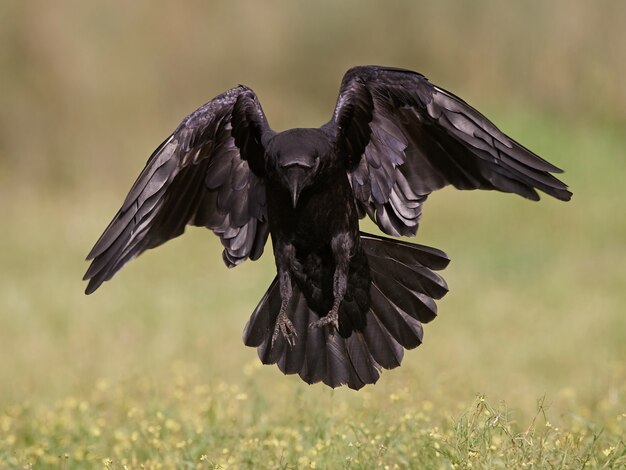 일반적인 까마귀 (Corvus corax)