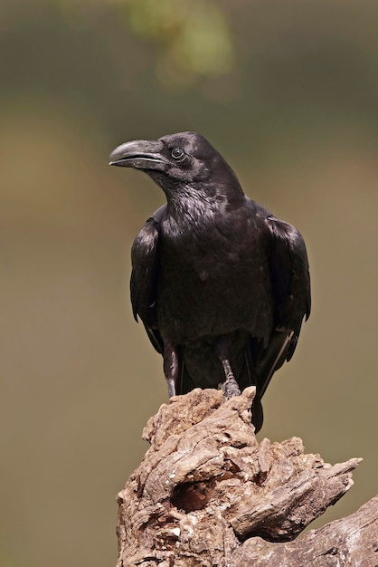 Foto corvo comune corvus corax