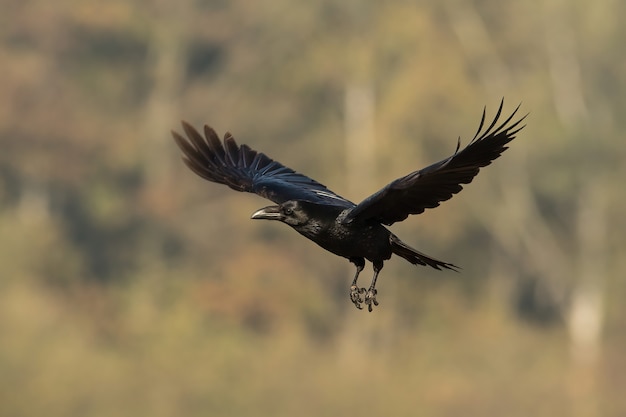 Photo common raven flying in autumn nature with blurred background