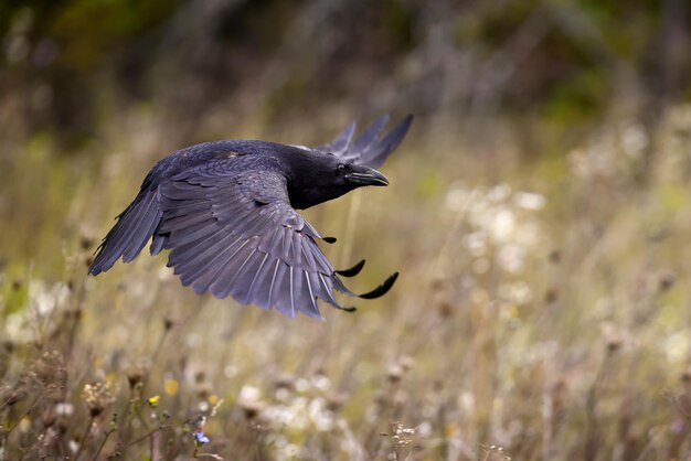 Common raven flying over the wildflowers in autumn