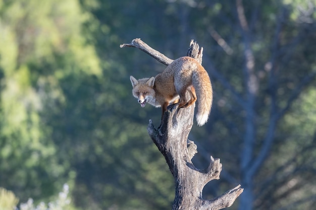 Обыкновенная или рыжая лиса Vulpes vulpes сидит на дереве