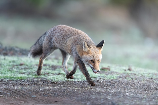 スペインの草原で一般的または赤キツネVulpesvulpes