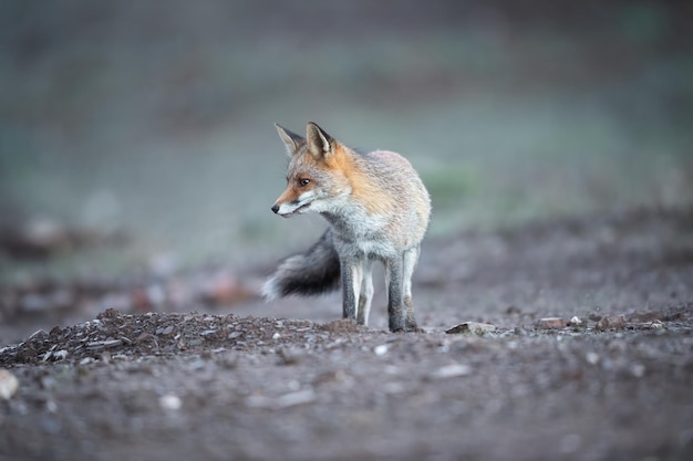 Common or red fox Vulpes vulpes in the spanish grassland