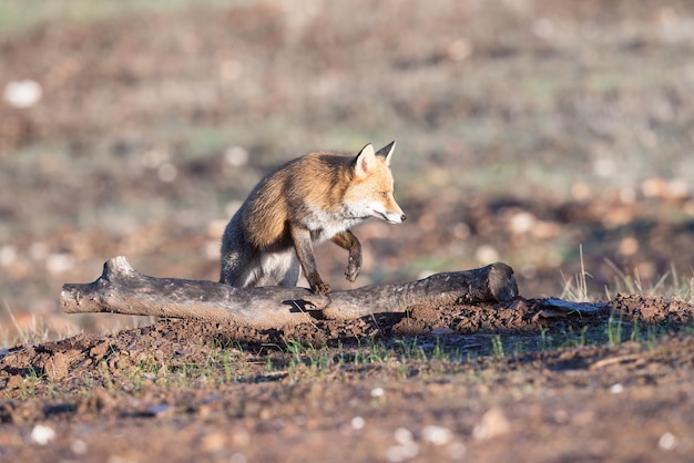 스페인 초원의 일반 또는 붉은 여우 Vulpes vulpes