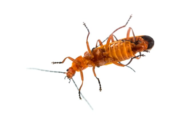 Common red soldier beetle, Rhagonycha fulva, mating in front of a white surface