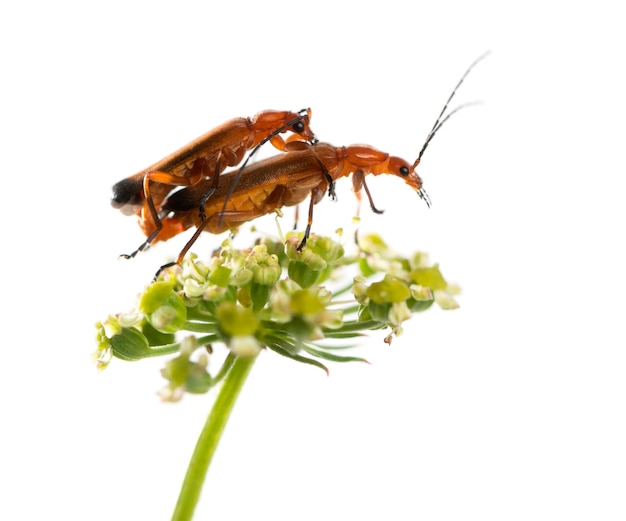 일반적인 붉은 군인 딱정벌레, Rhagonycha Fulva, 흰색 표면 앞의 꽃에서 짝짓기