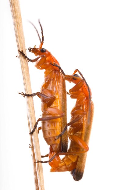 Photo common red soldier beetle rhagonycha fulva