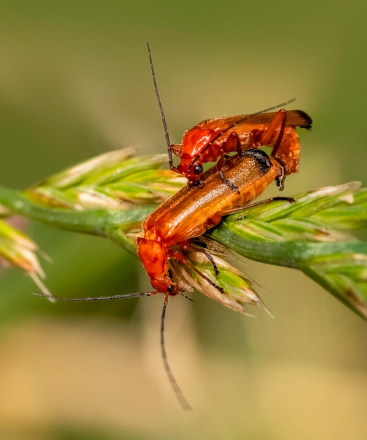 Common red soldier beetles