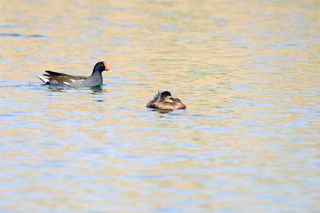 The common redfish or moorhen is a species of bird in the family Rallidae.