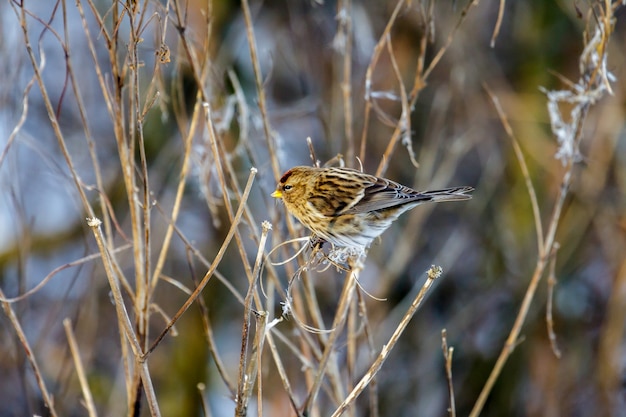 植物の種子を食べるベニヒワ（Carduelis flammea）