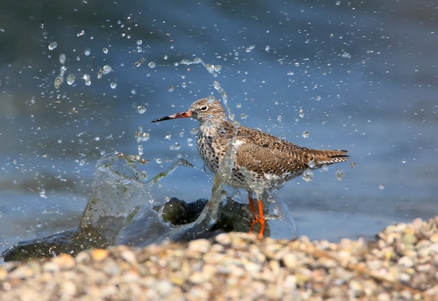 Photo the common redshank (tringa totanus) stands on the shore in a run-up wave and splashes. exotic frame