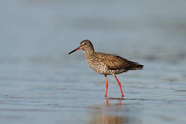 Common redshank Tringa totanus