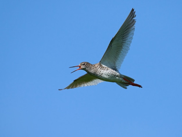 Common redshank Tringa totanus