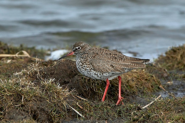 Common redshank Tringa totanus