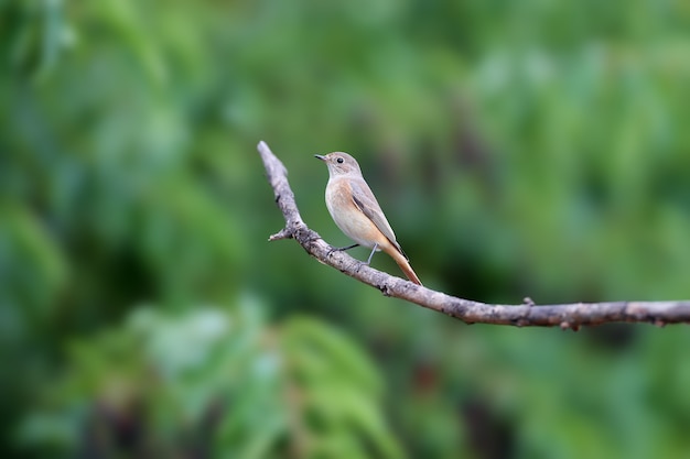 일반적인 redstart 암컷(Phoenicurus phoenicurus) 초상화. 새는 흐릿한 배경에 대해 나뭇가지에 쐈습니다. 식별을 위한 클로즈업 사진